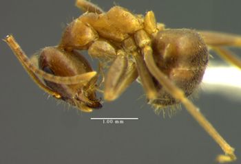 Media type: image; Entomology 30111   Aspect: habitus lateral view